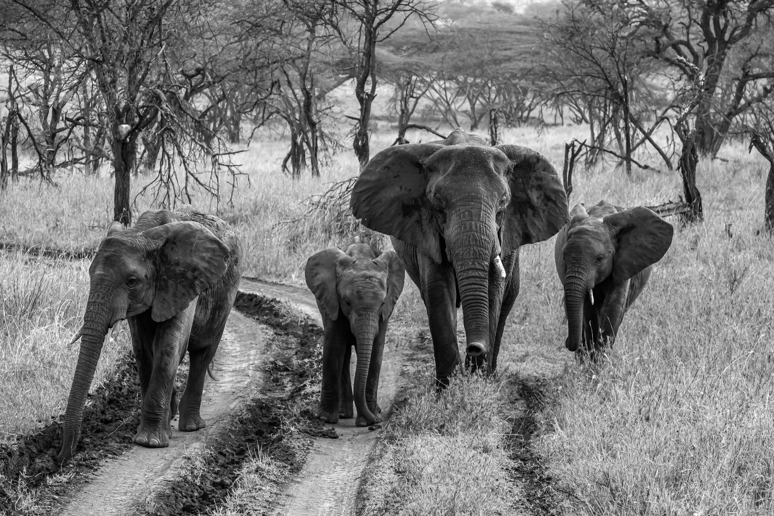 WONDERS OF OUR PLANET, Beauty of wildlife by Camille Massida Photography by Camille Massida Photography